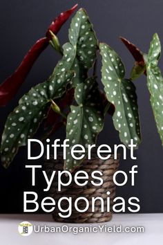 different types of begonias in a basket with text overlay that reads different types of begonias