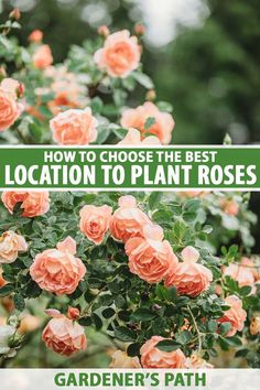 A close up vertical image of peach colored roses growing in the garden pictured on a soft focus background. To the center and bottom of the frame is green and white printed text. Rose Garden Pathway, Rose Garden Tips, Roses In Vegetable Garden, Florida Rose Garden, Roses Hydrangea Garden, How To Plant A Rose Bush, Roses Backyard Garden Ideas, Rose And Vegetable Garden, Roses In Backyard