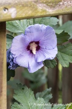 a purple flower sitting on top of a green leafy plant next to a wooden fence