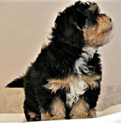 a small black and brown dog sitting on top of a toilet