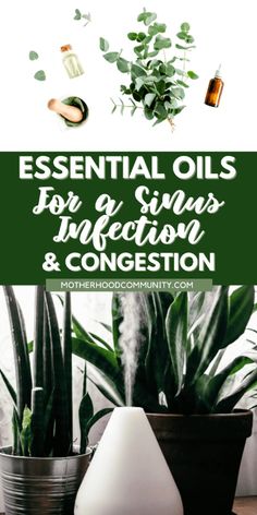 With these top 4 Essential Oils For A Sinus Infection & Congestion, you and your kids will feel better in no time! These natural remedies are available and can provide sinus relief without the added side effects of prescription or over-the-counter medication and antibiotics. Try these essential oil remedies for your sinus infection and congestion! Sinus Infection Relief, Essential Oil Remedies, Relieve Sinus Congestion, Remedy For Sinus Congestion, Congestion Remedies, Home Remedies For Sinus, Oils For Sinus, Sinus Infection Remedies, Throbbing Headache