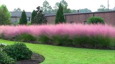 pink flowers are in the middle of a green lawn with bushes and trees behind it