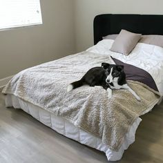 a black and white dog laying on top of a bed in a bedroom next to a window