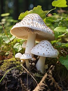 two white mushrooms are growing on the ground