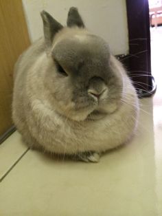 a gray cat sitting on top of a white tiled floor