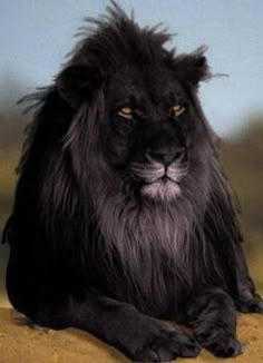 a large black lion sitting on top of a lush green field