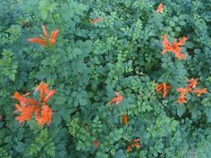 an aerial view of some orange flowers and green leaves