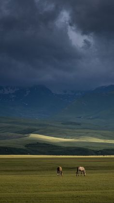 two horses grazing in an open field with mountains in the background