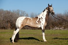 a brown and white horse standing on top of a grass covered field next to trees