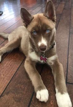 a brown and white dog laying on top of a wooden floor