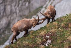 Chinese Tea House, Soccer Images, National Geographic Photography, Llama Face, Morning Exercise, Julian Alps, Shot Photo