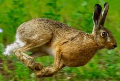 a brown and white rabbit jumping in the air