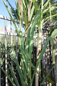 a tall green plant sitting next to a white fence