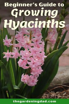 pink flowers with the title beginner's guide to growing hyacinths