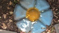 a blue and yellow flower sitting on top of a patch of dirt next to leaves