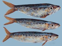 three fish are depicted in this painting on a blue background, one is brown and the other is white