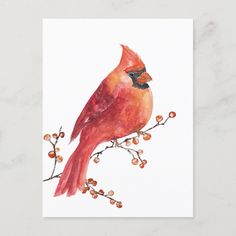 a watercolor painting of a cardinal on a branch with berries in the foreground