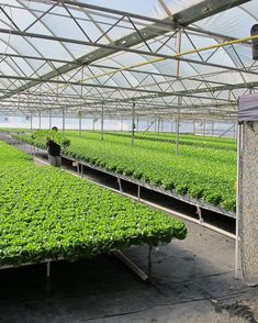 several rows of green plants in a greenhouse