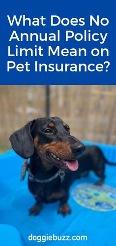 What-Does-No-Annual-Policy-Limit-Mean-On-Pet-Insurance? Insurance Companies, Pet Insurance, Terms And Conditions, The Things