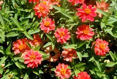 red flowers with green leaves in the background