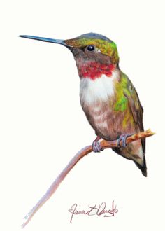 a drawing of a hummingbird sitting on a branch with its beak open and wings extended