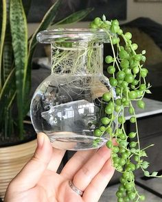 a hand holding a clear glass vase filled with green plants