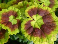 green and red leaves with brown spots on them