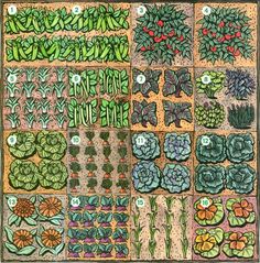 an image of different types of plants