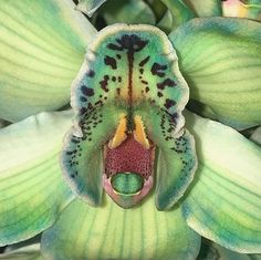 a close up view of a flower with its mouth open