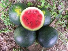 four watermelons sitting on top of each other in the grass