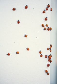 several small brown bugs on the side of a white wall next to an orange vase