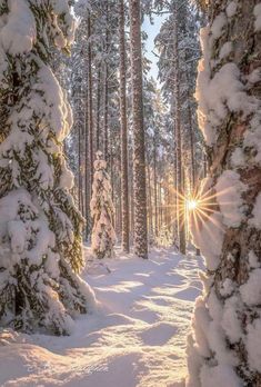 the sun shines through the snow covered trees