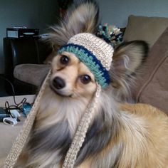 a small dog wearing a knitted hat