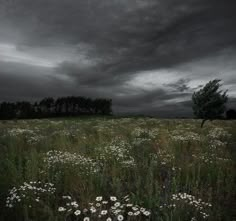 an empty field with flowers and trees in the background under a dark sky filled with clouds