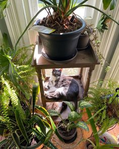 a cat is sitting in a potted plant stand