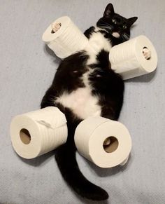 a black and white cat laying on top of two rolls of toilet paper