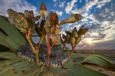 the sun is setting over some plants in the desert, and it looks like they are dying