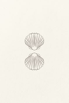 two scallop shells on a white background