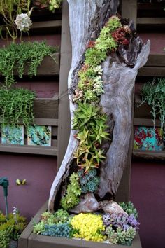 a tree trunk with succulents and other plants growing on it's side