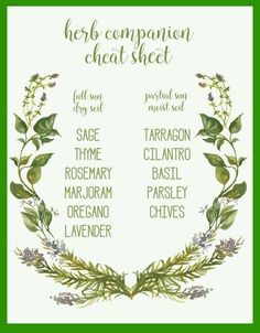 the herb companion chart is shown in green and purple flowers, with words above it