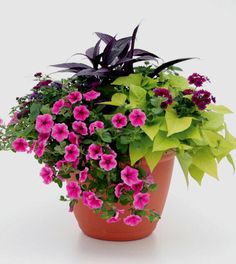 a potted plant with purple flowers and green leaves in it on a white background