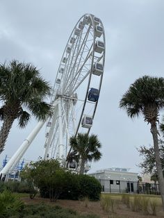 a ferris wheel with palm trees in the foreground