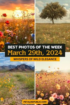 the best photos of the week march 29th, 2012 whispers of wild elegance cover image