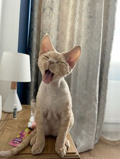 a cat yawns while sitting on a table next to a lamp and window