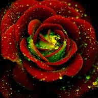 a red rose with water droplets on it's petals and the center is green