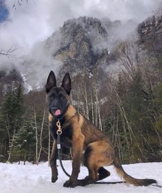 a german shepherd dog sitting in the snow with mountains in the backgrouds