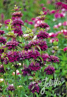 purple flowers are blooming in the field with green grass and pink flowers behind them