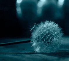 a dandelion sitting on the ground in front of some bottles with lights behind it