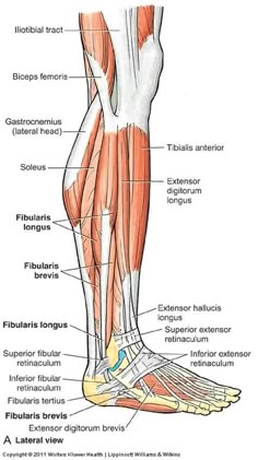 the muscles are labeled in this diagram, and there is also an image of the lower limb