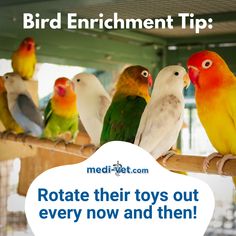 a group of colorful birds sitting on top of a wooden perch with text reading bird enrichment tip rotate their toys out every now and then